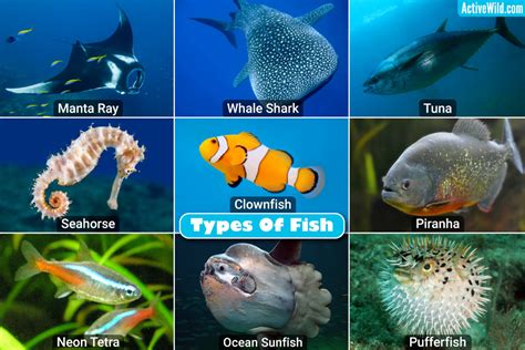 kinds of fish|Types Of Fish: Examples Of Fish From Around The World.